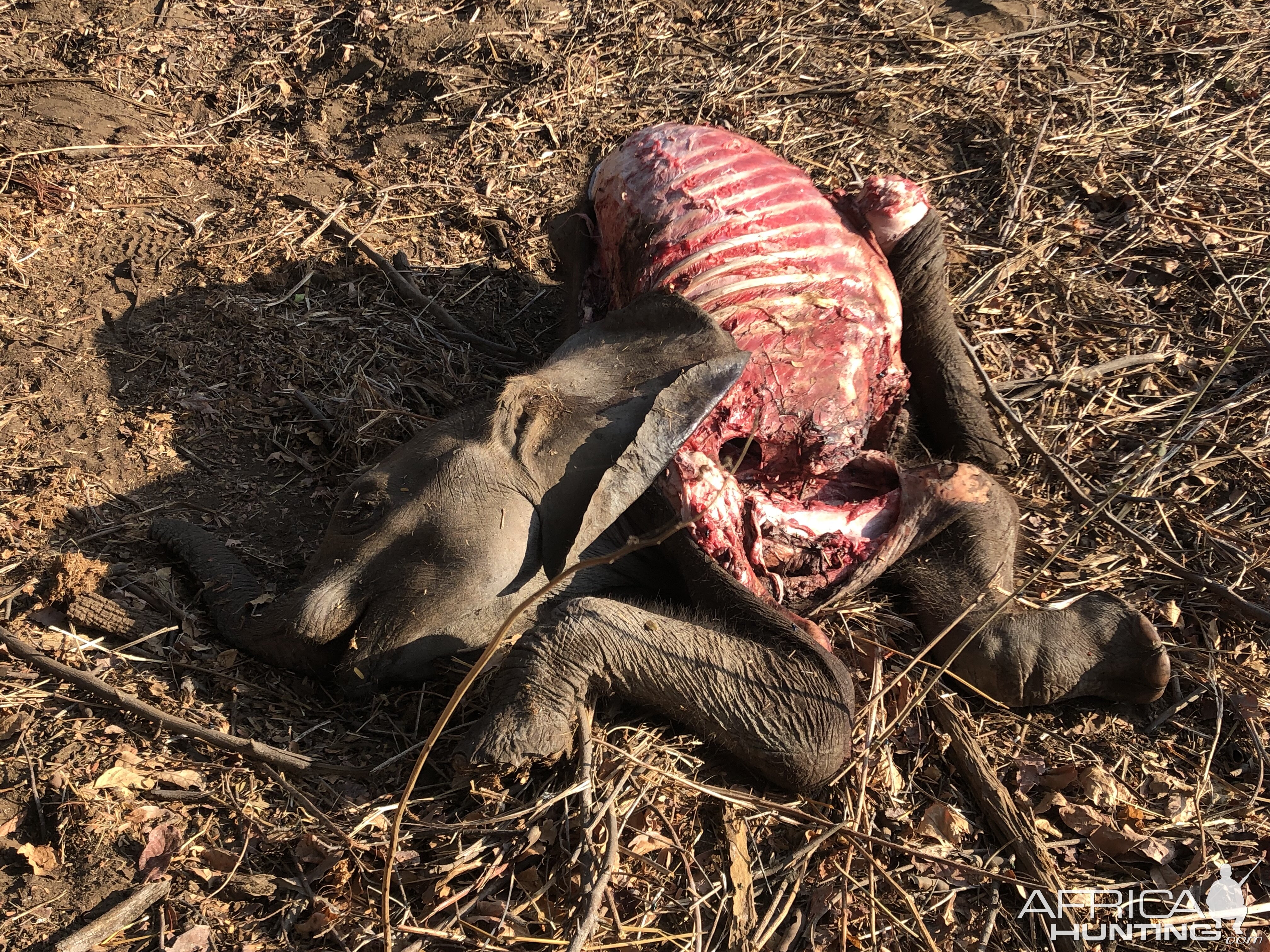 Baby Elephant killed by a Lion