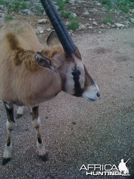 Baby Gemsbok