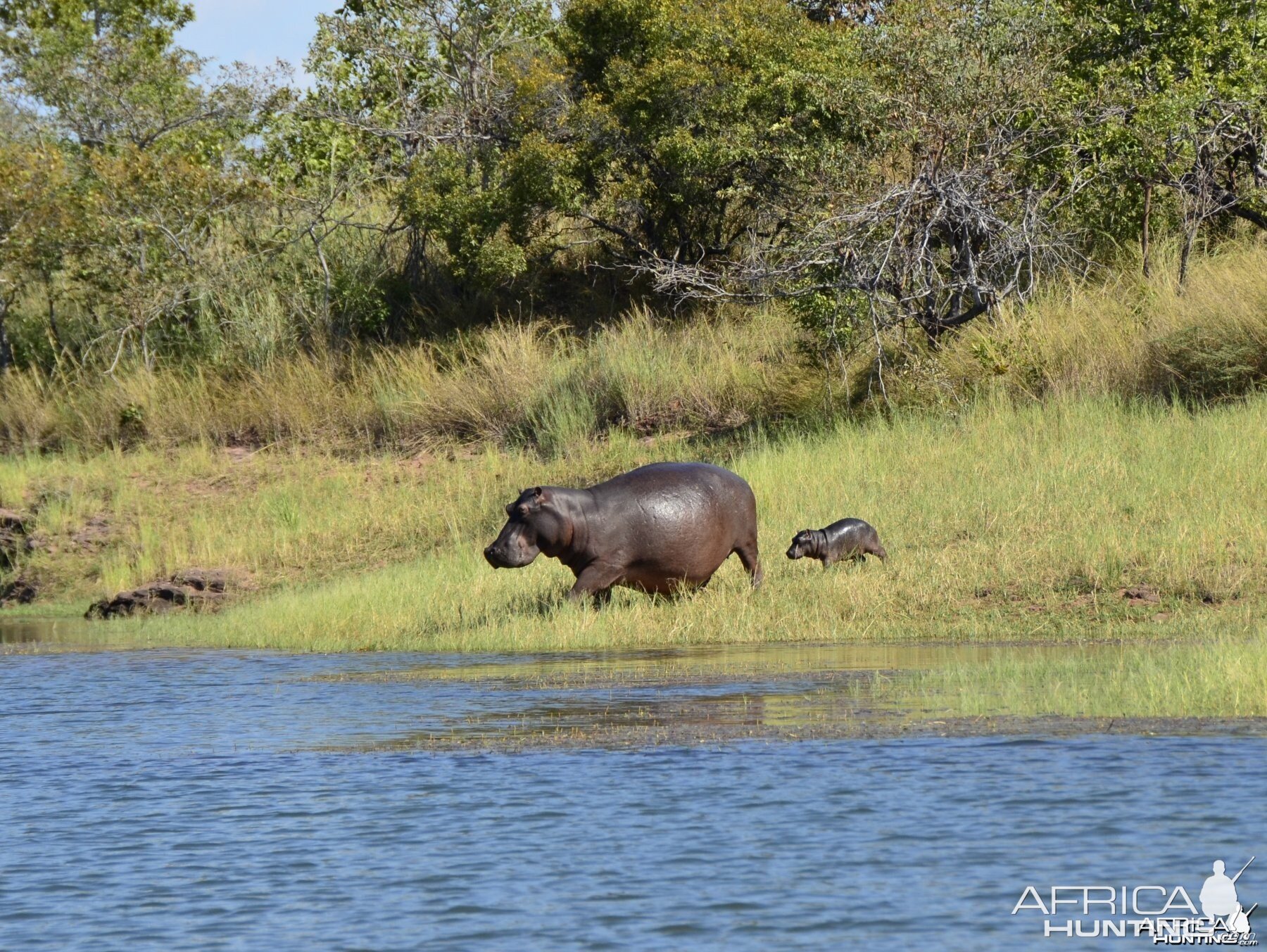 Baby Hippo, Lake Kariba