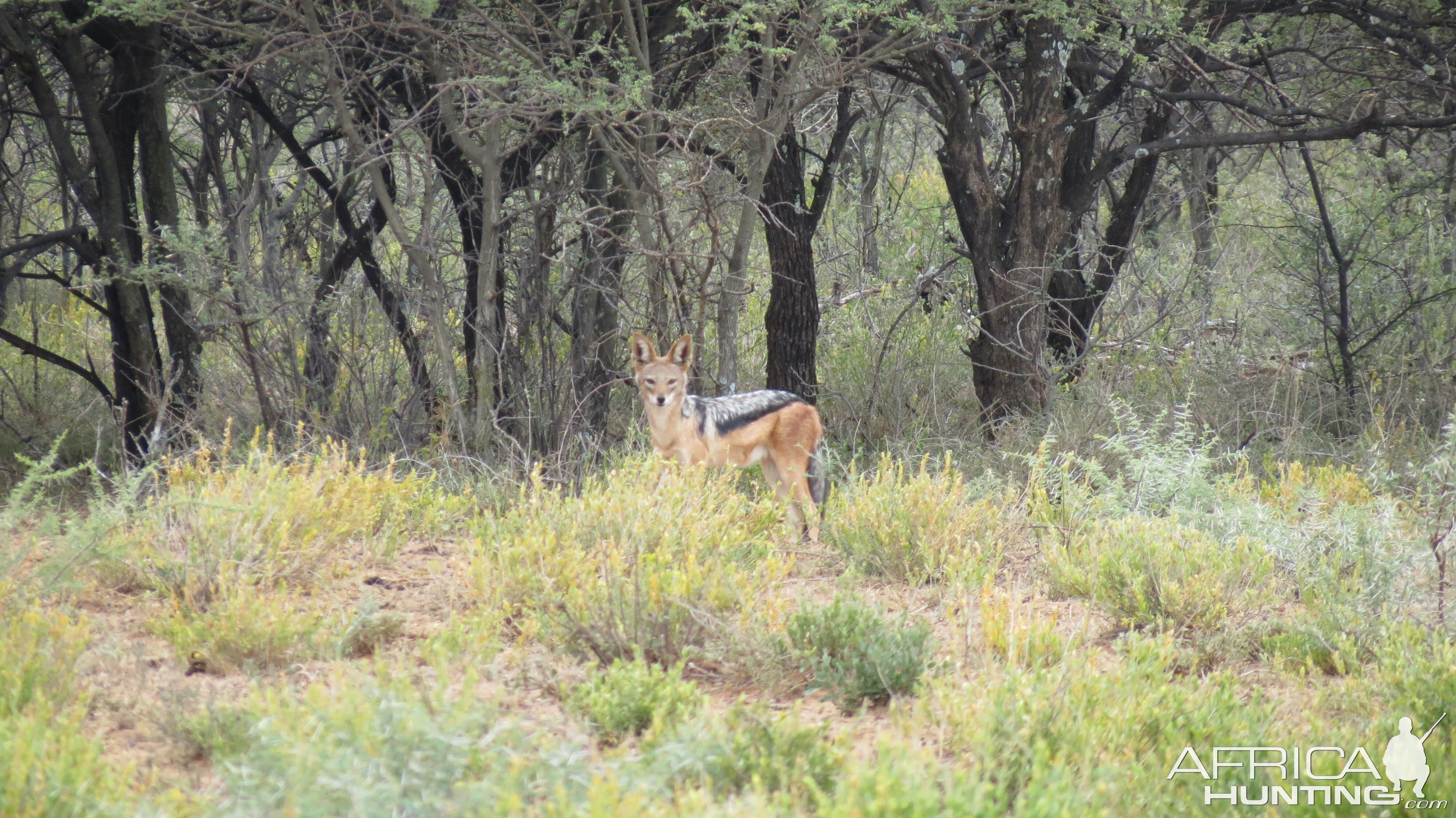 Back-Backed Jackal Namibia