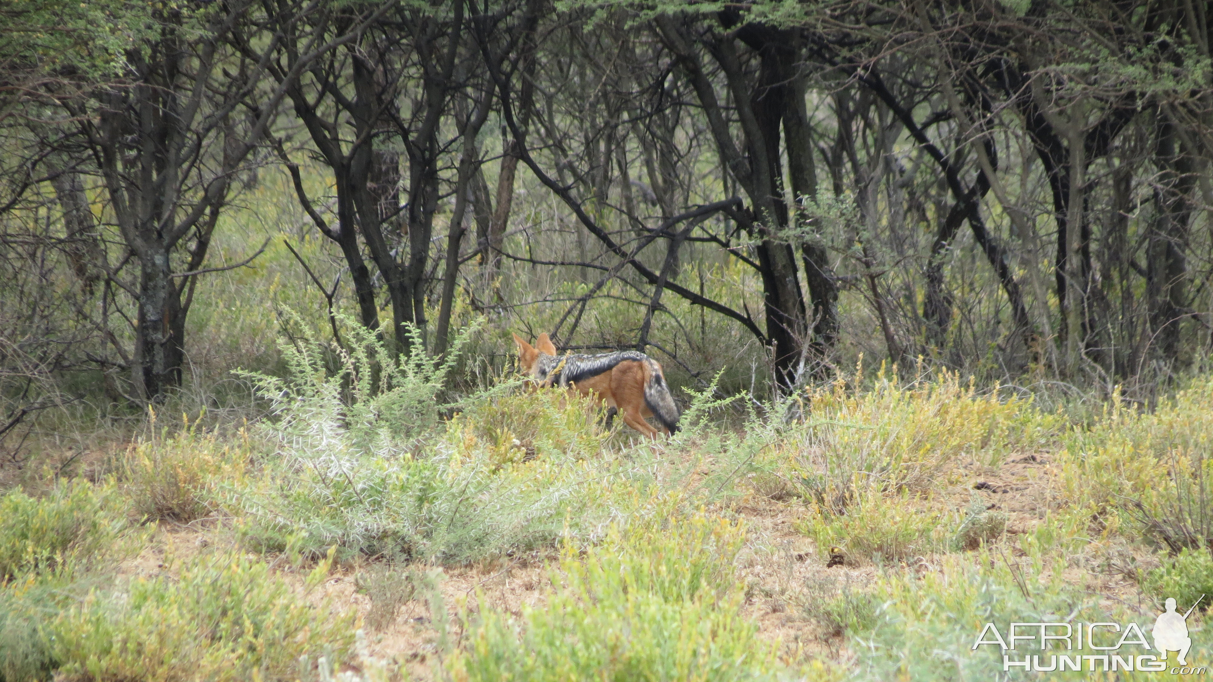 Back-Backed Jackal Namibia