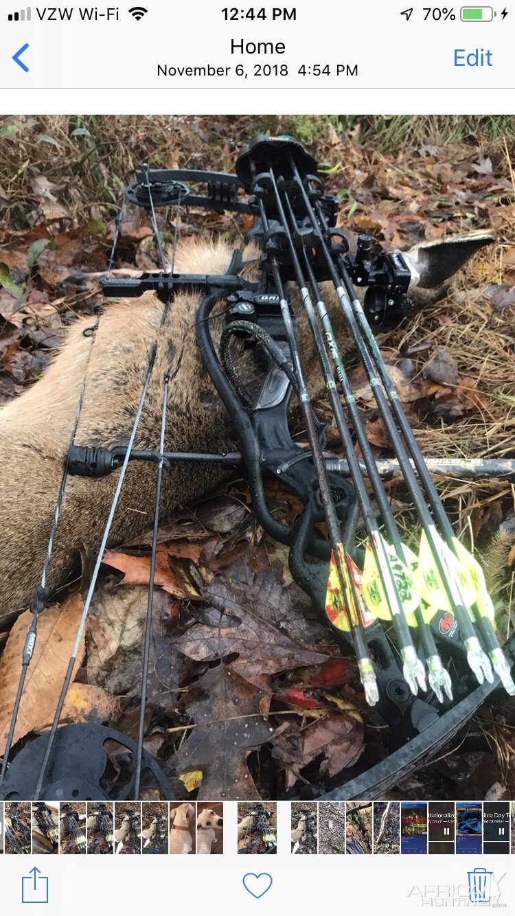 Backyard Whitetail northern VA