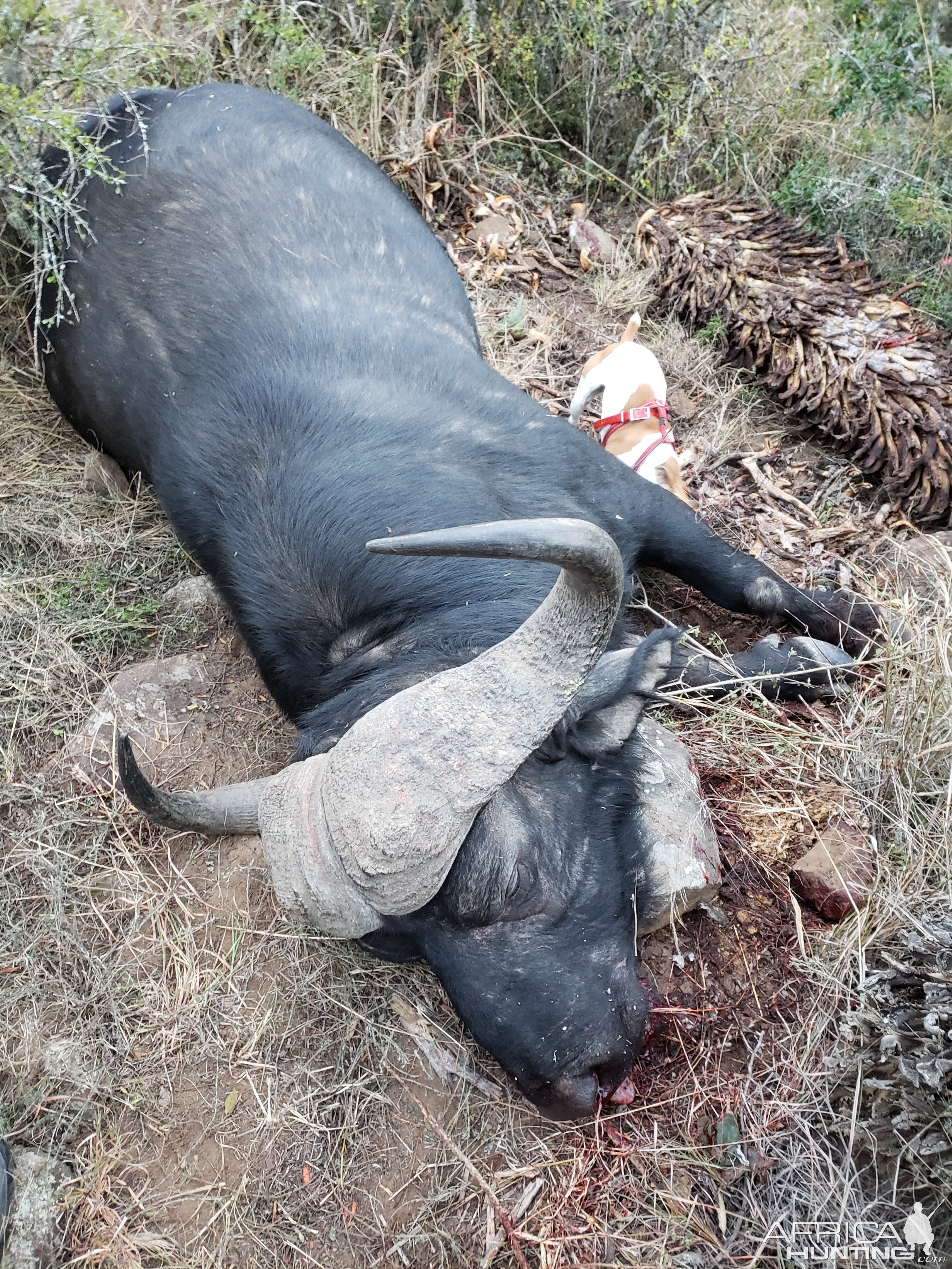 Baffalo Hunt Eastern Cape South Africa