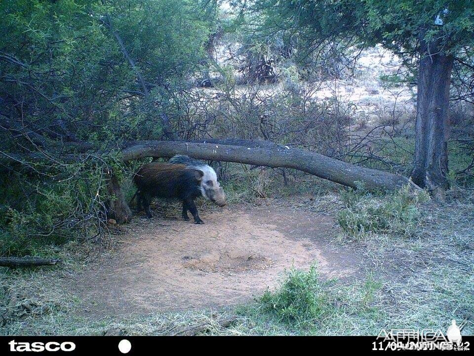 Baited bushpig in Mankazana Valley.