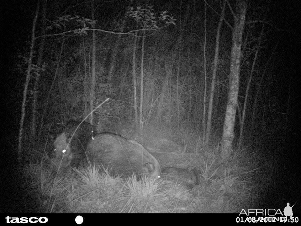 Baited bushpig in Mankazana Valley.