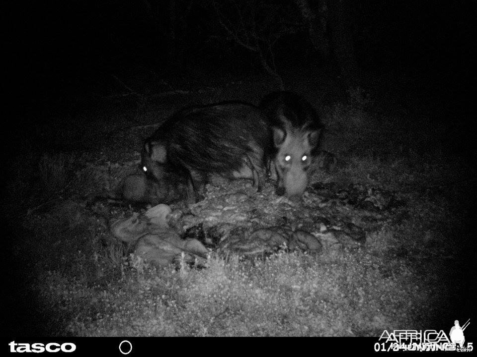 Baited bushpig in Mankazana Valley.