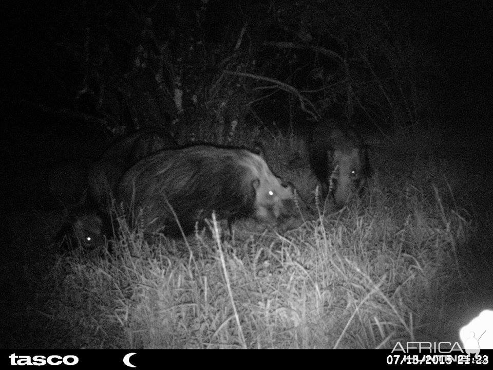 Baited bushpig in Mankazana Valley.