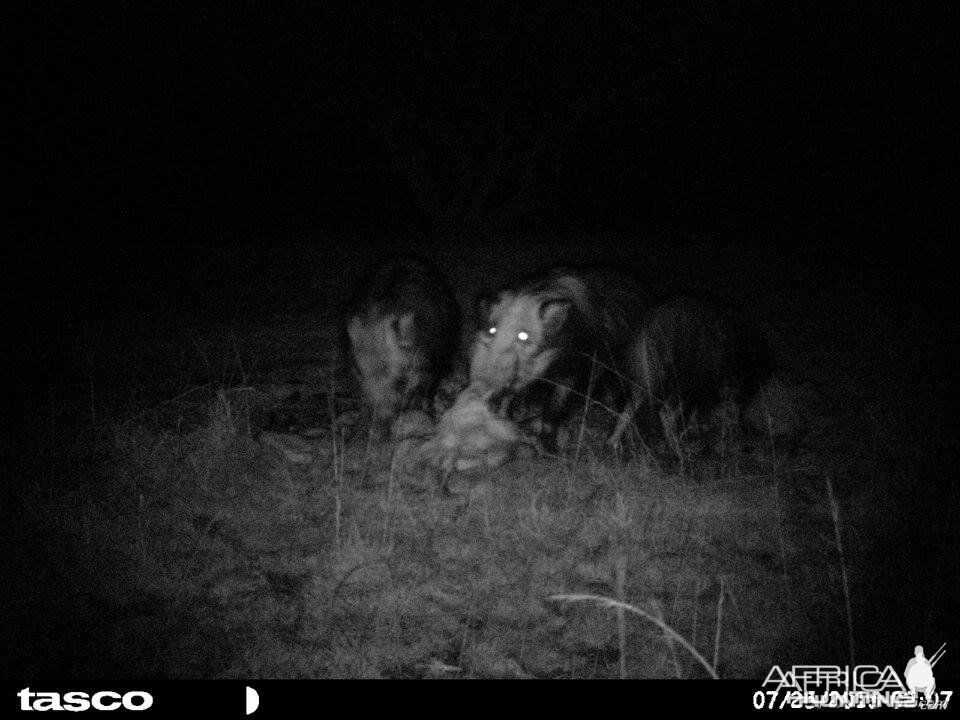 Baited bushpig in Mankazana Valley.