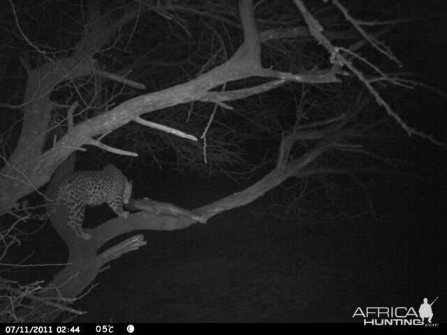 Baited Leopard in Namibia