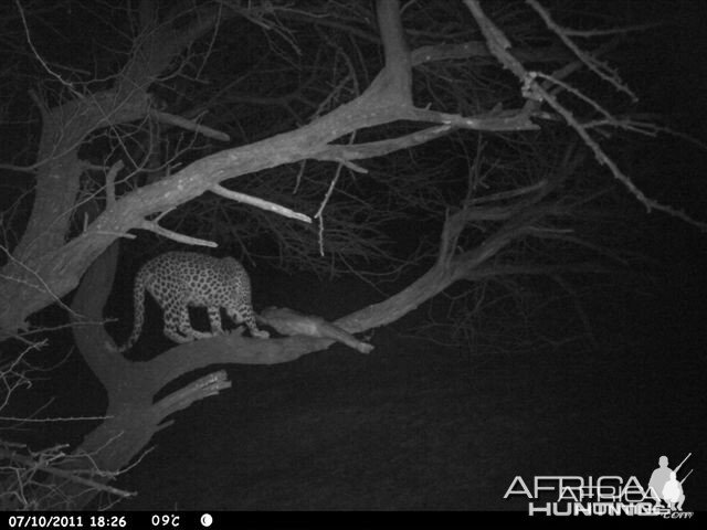 Baited Leopard in Namibia