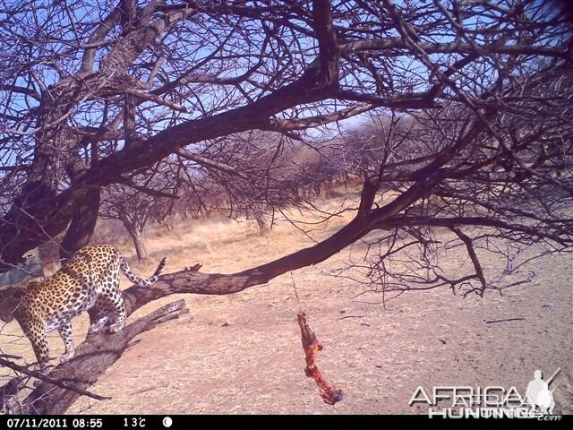 Baited Leopard in Namibia