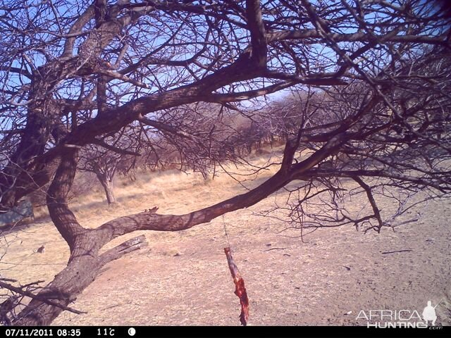 Baited Leopard in Namibia