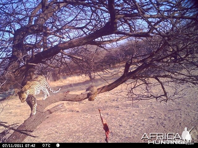 Baited Leopard in Namibia