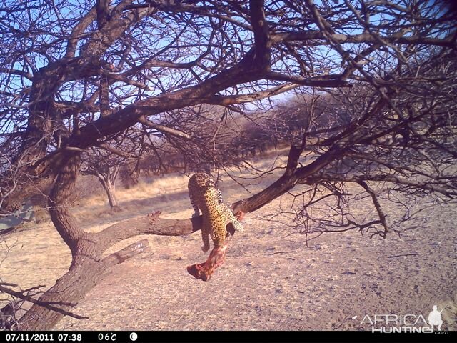 Baited Leopard in Namibia