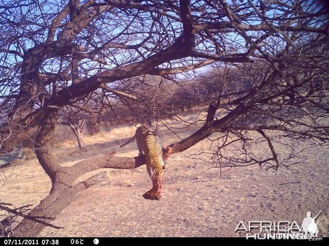 Baited Leopard in Namibia