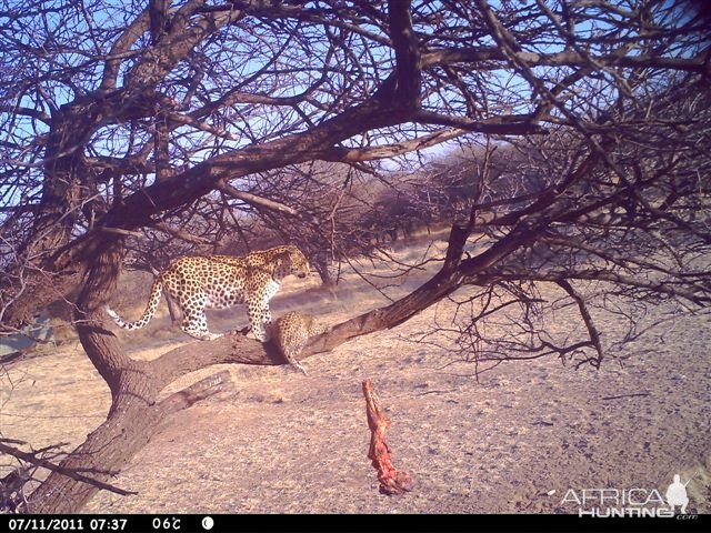 Baited Leopard in Namibia