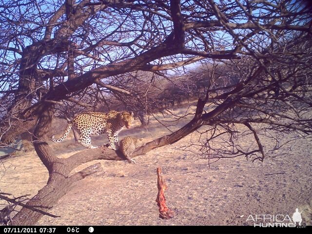 Baited Leopard in Namibia