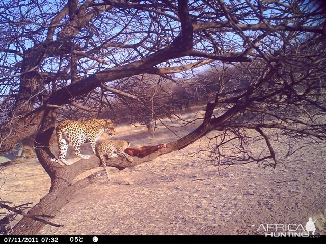 Baited Leopard in Namibia