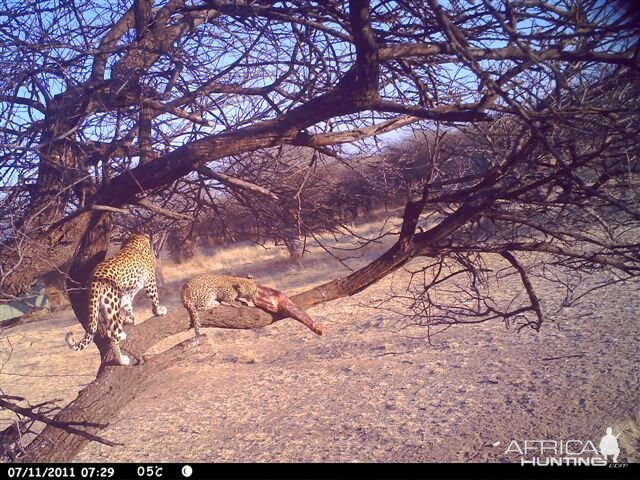 Baited Leopard in Namibia