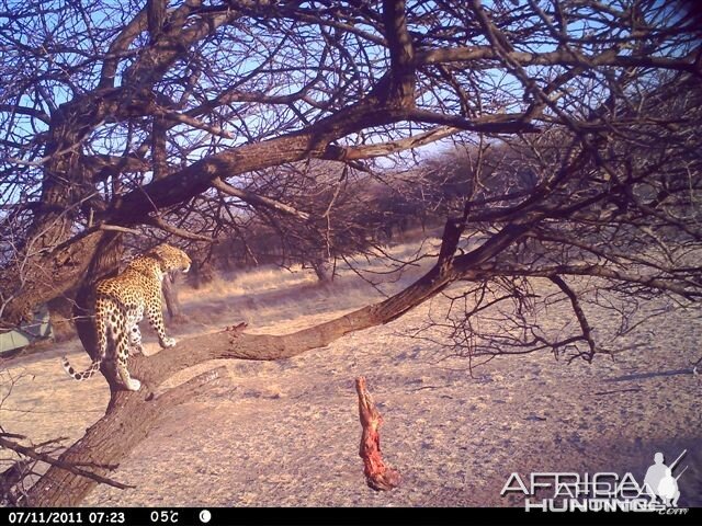 Baited Leopard in Namibia