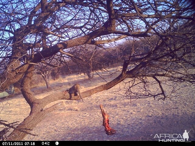 Baited Leopard in Namibia