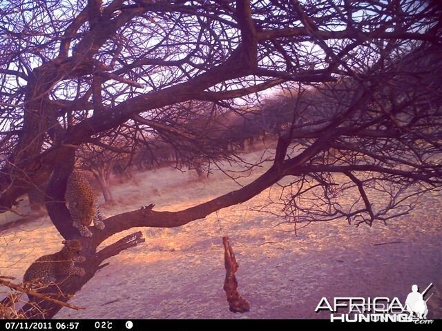 Baited Leopard in Namibia