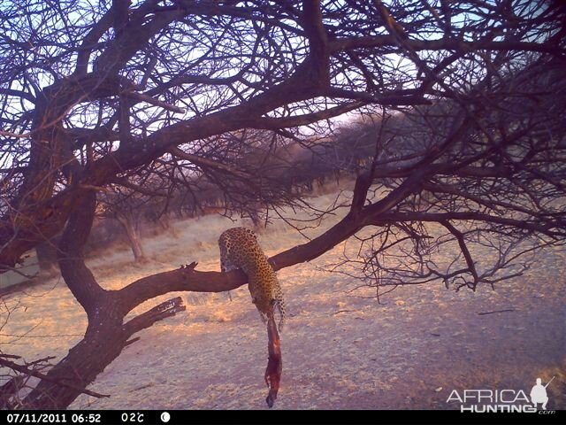 Baited Leopard in Namibia