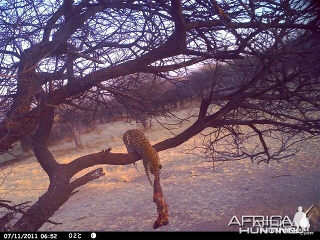 Baited Leopard in Namibia