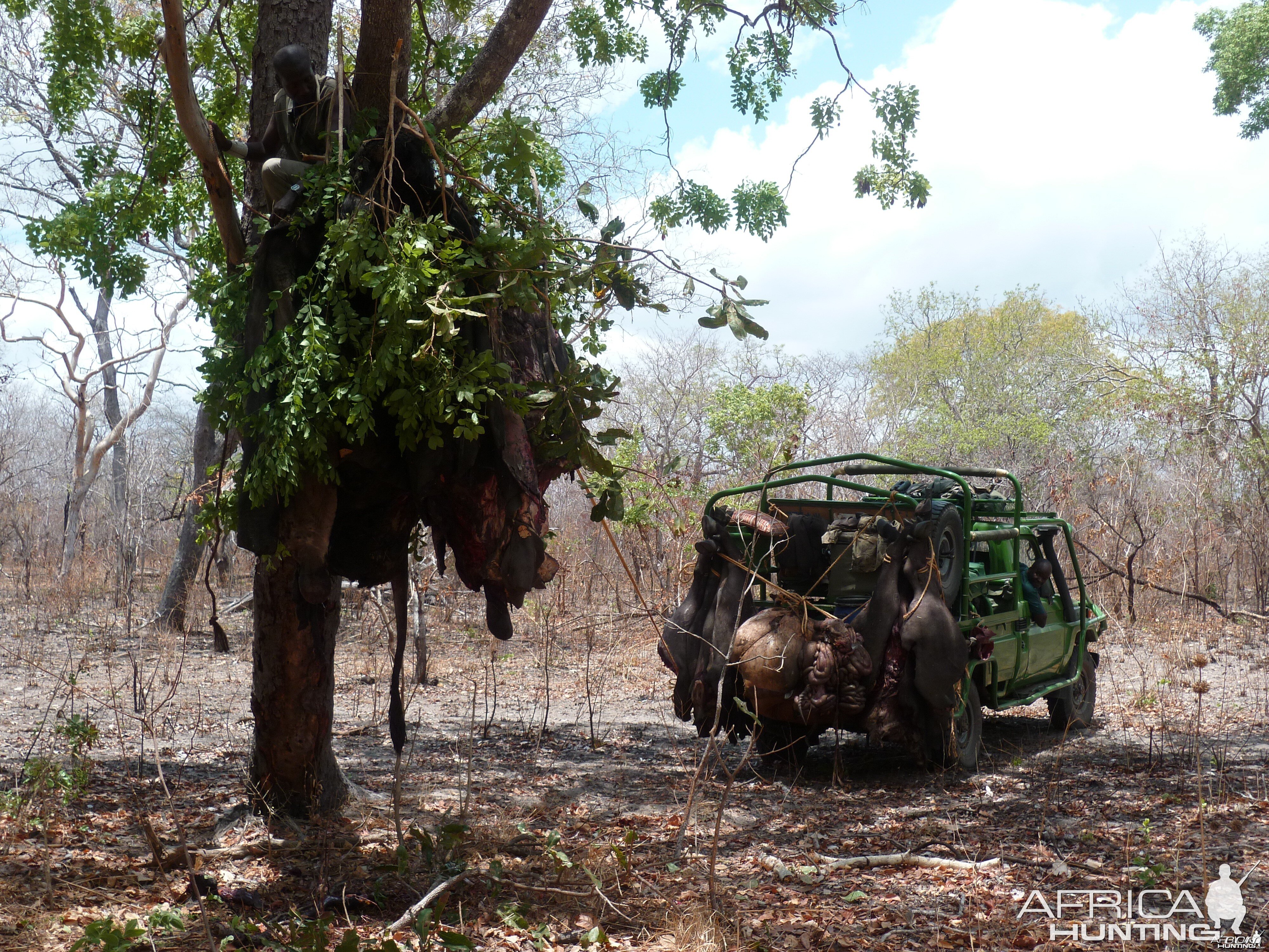 Baiting for dangerous game hunting in Tanzania