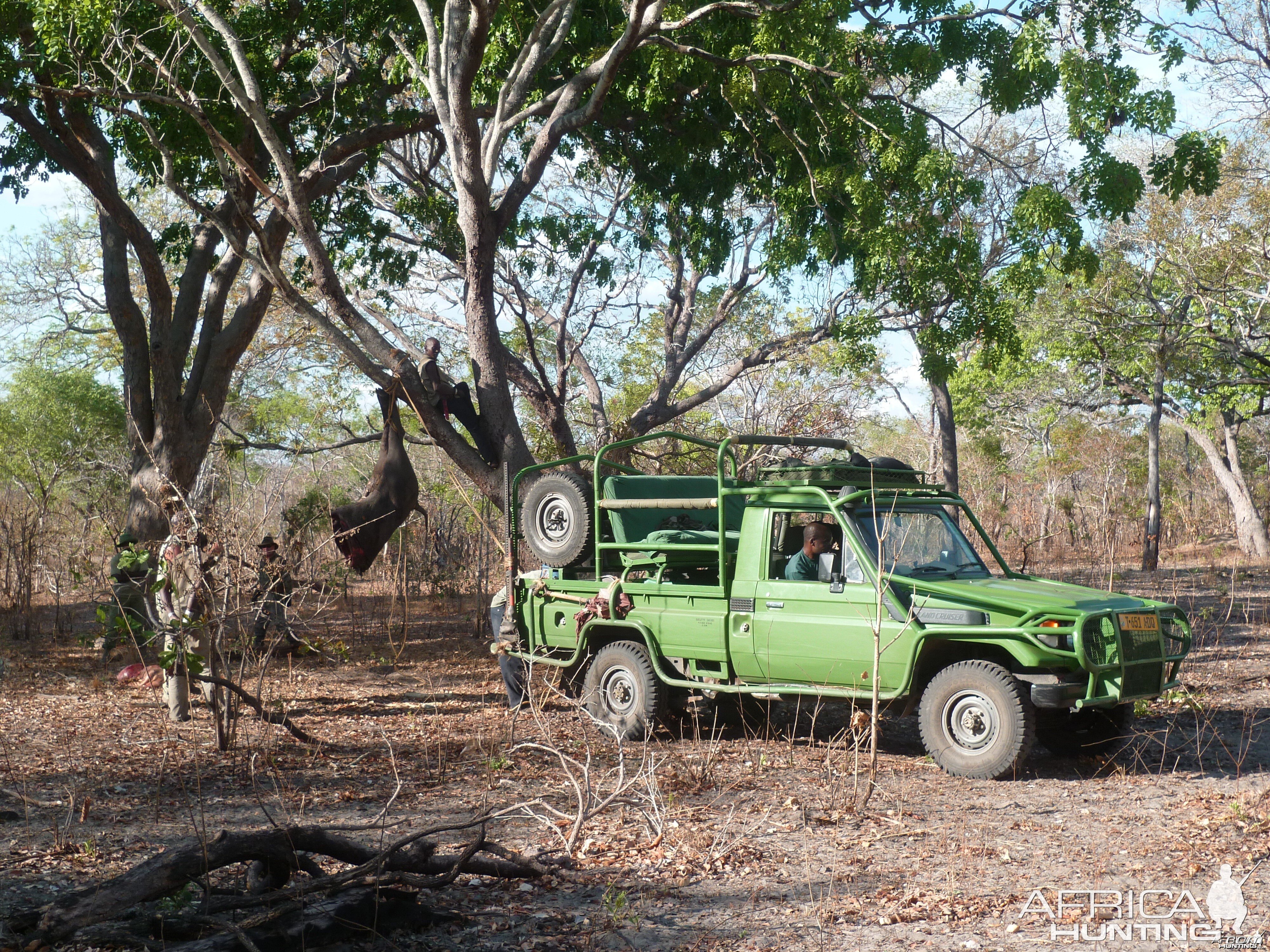 Baiting for dangerous game in Tanzania