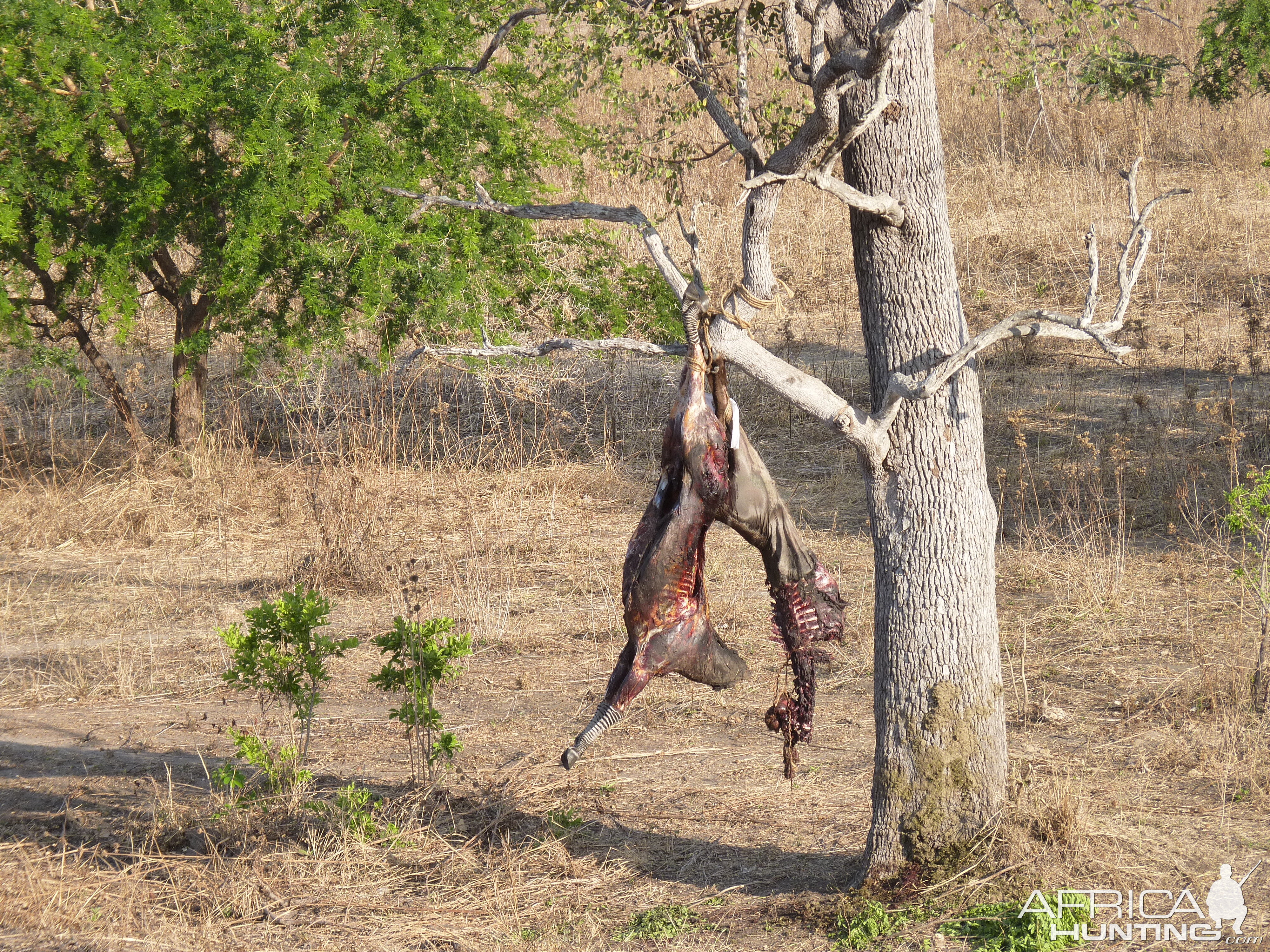 Baiting for dangerous game in Tanzania