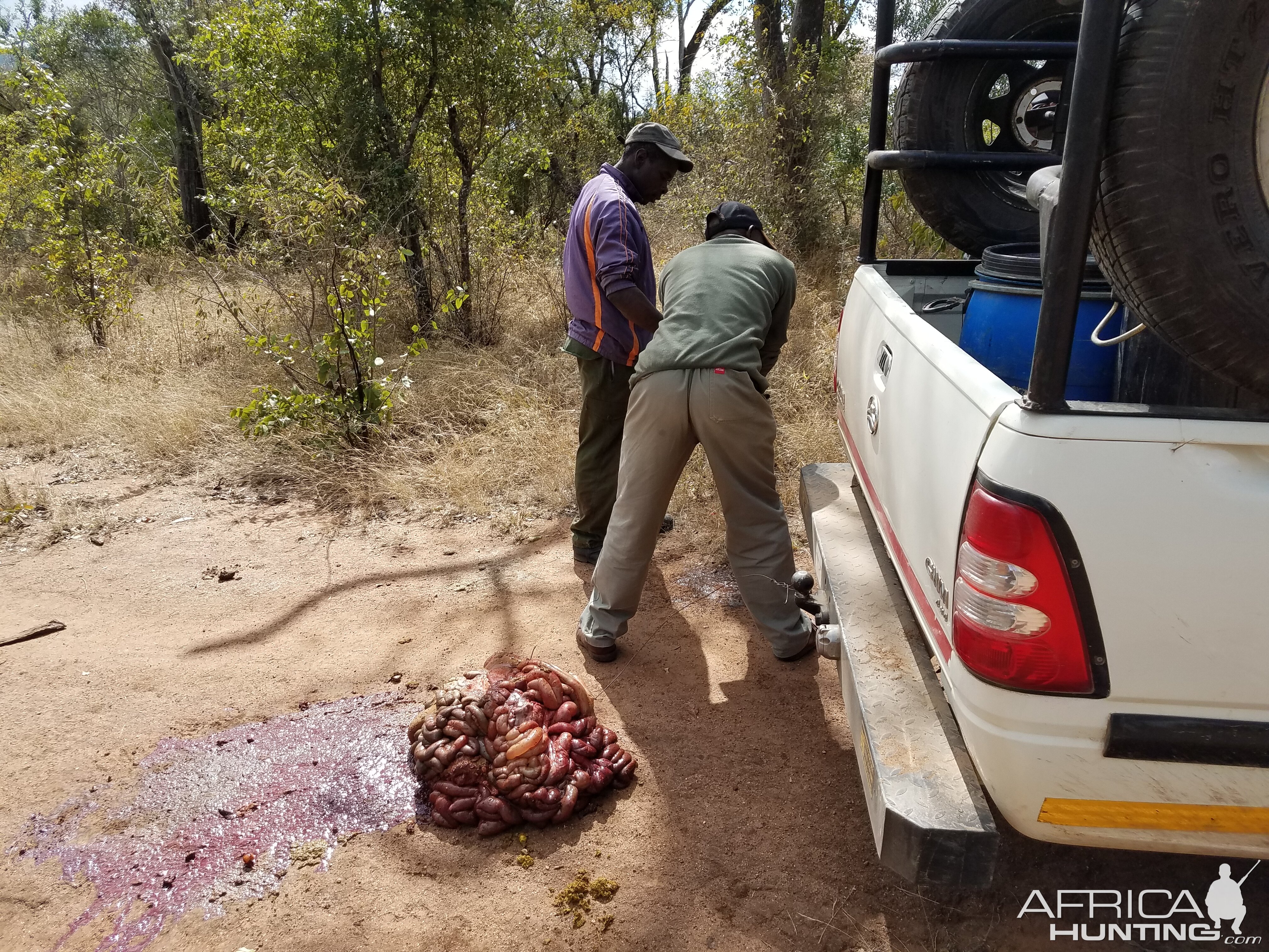 Baiting for Hyena Zimbabwe