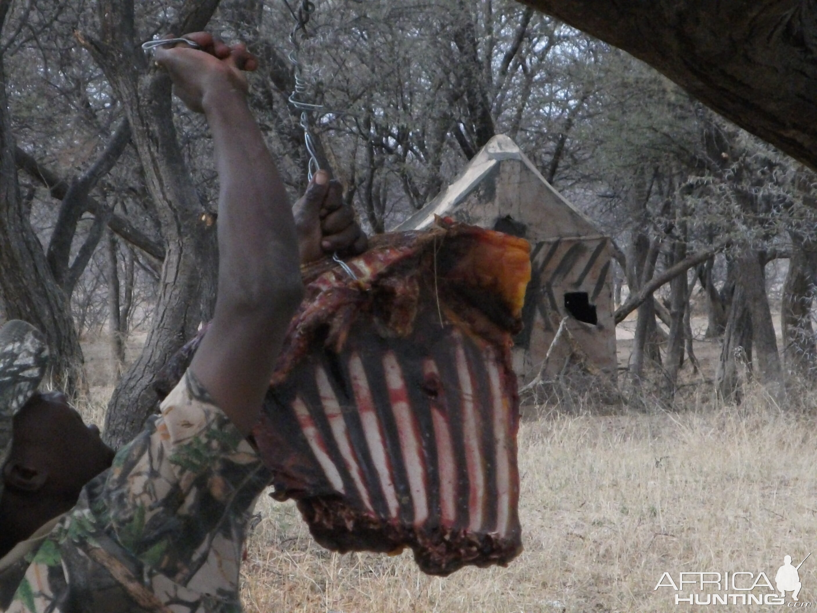 Baiting for Leopard