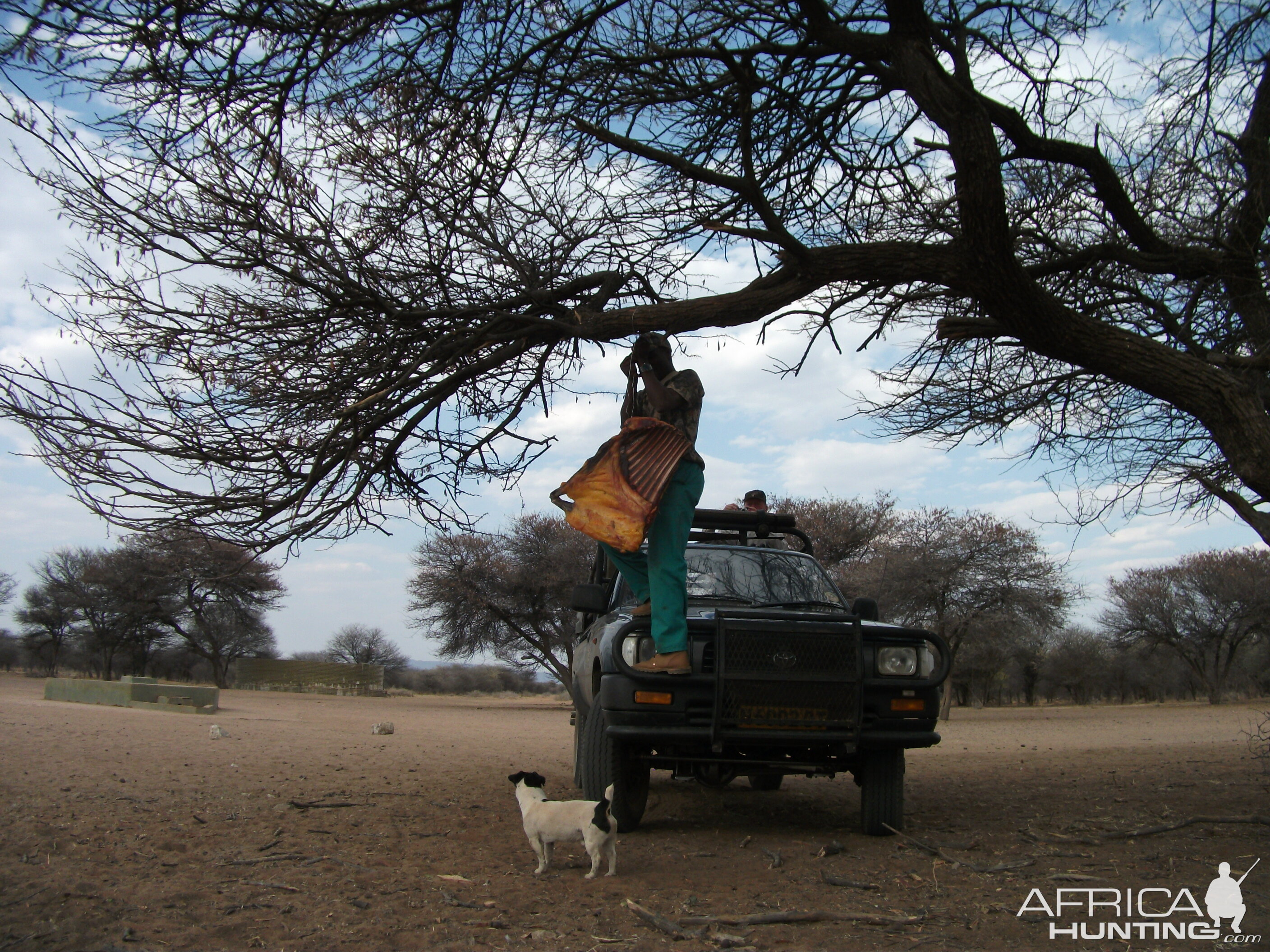 Baiting for Leopard