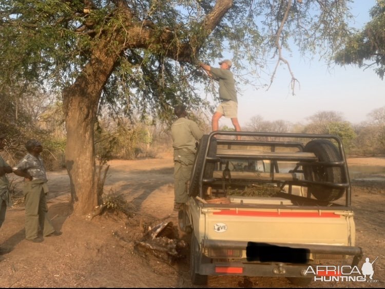 Baiting Hyena Zimbabwe