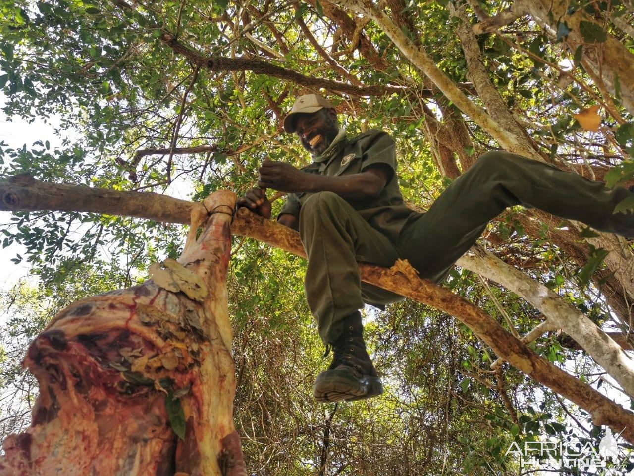 Baiting Leopard