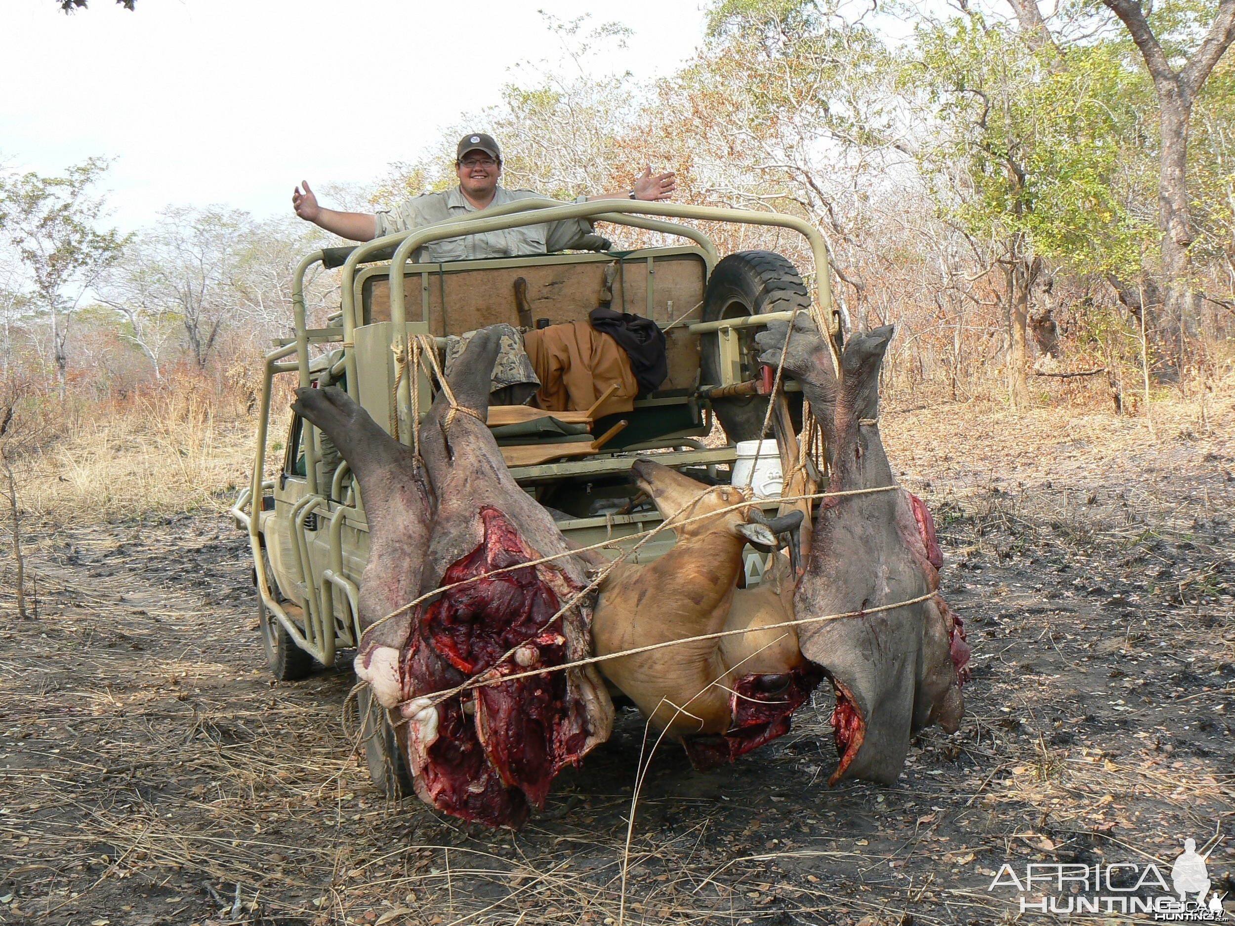 Baiting Lion