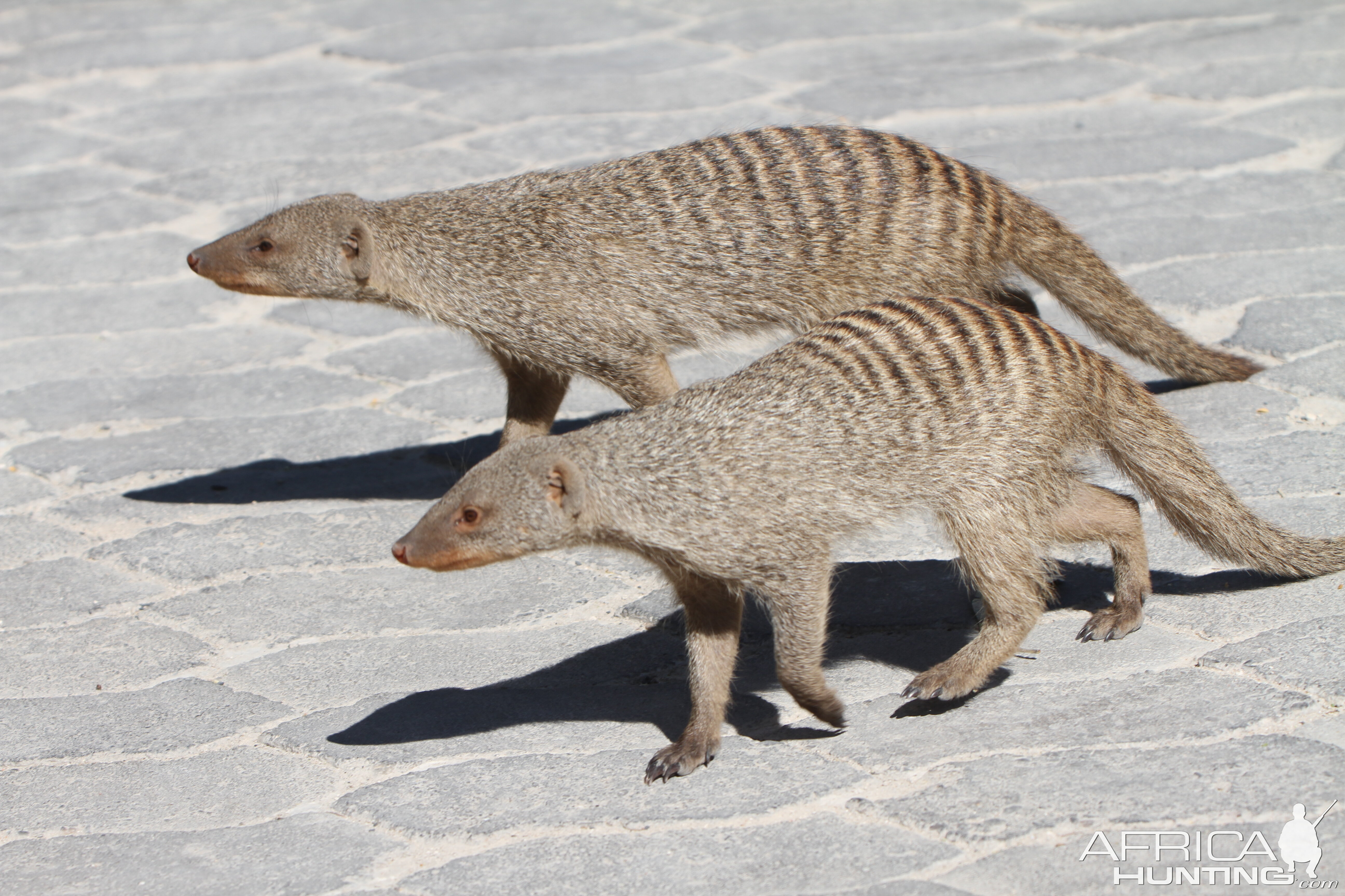 Banded Mongoose at Etosha National Park