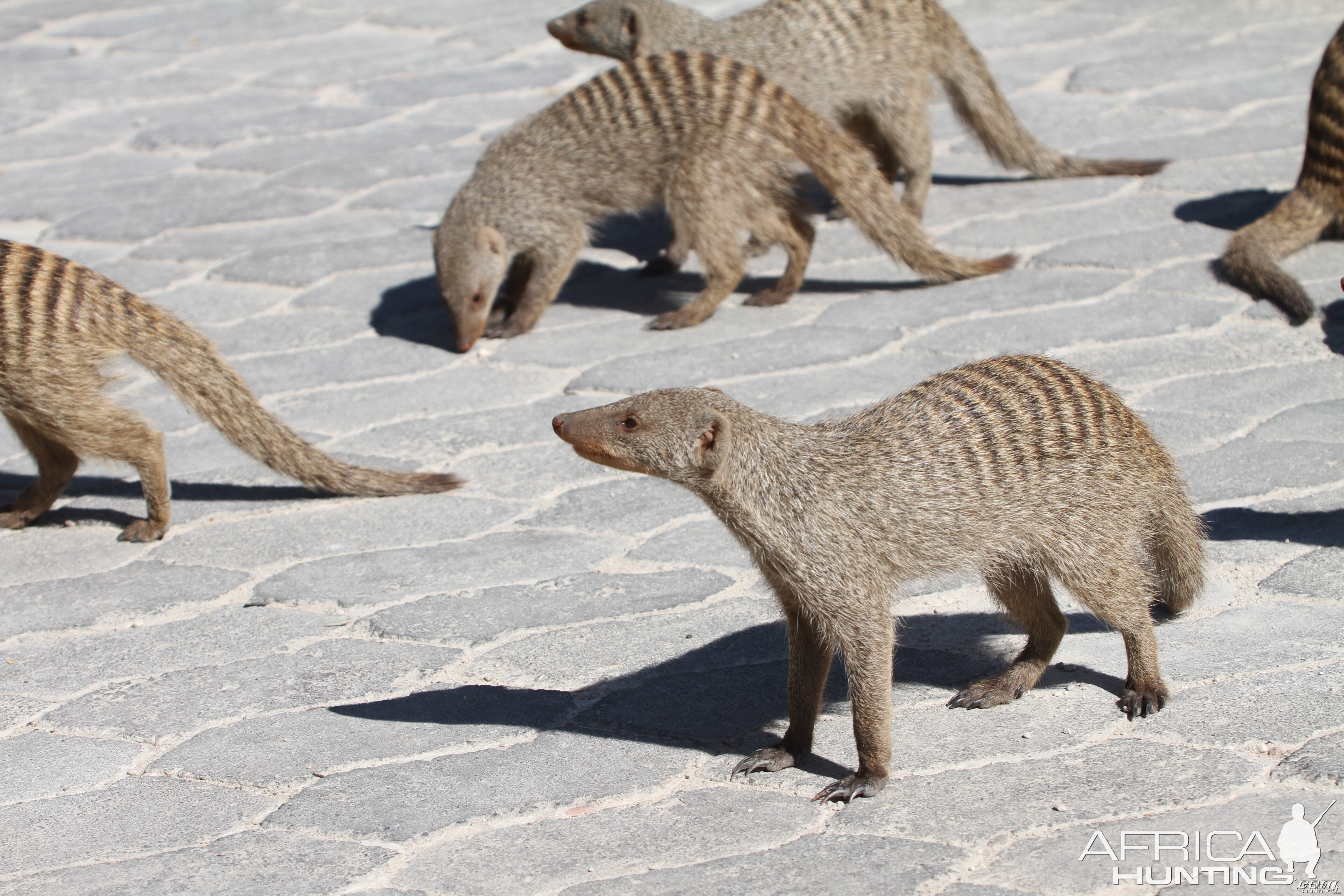 Banded Mongoose at Etosha National Park