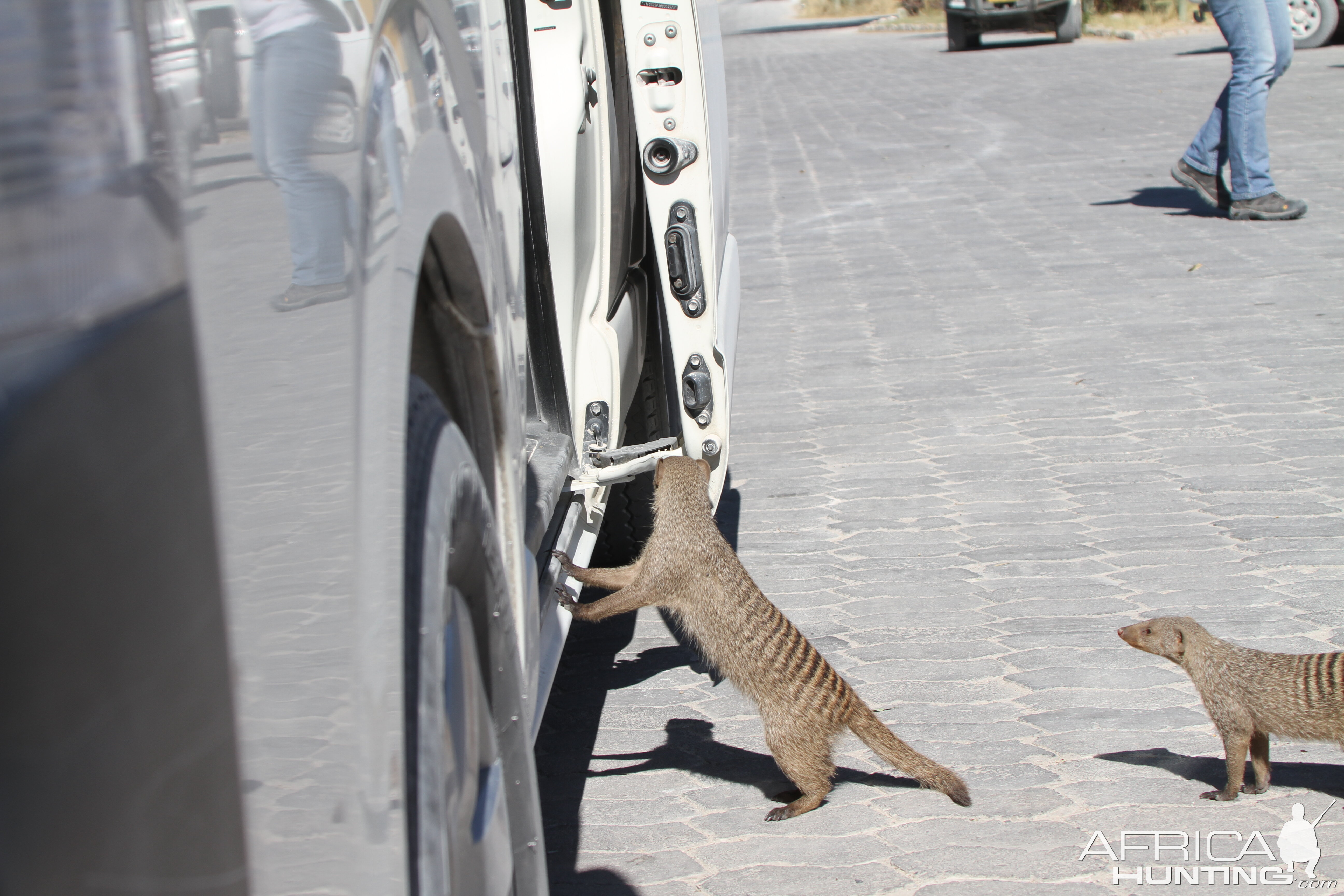 Banded Mongoose at Etosha National Park