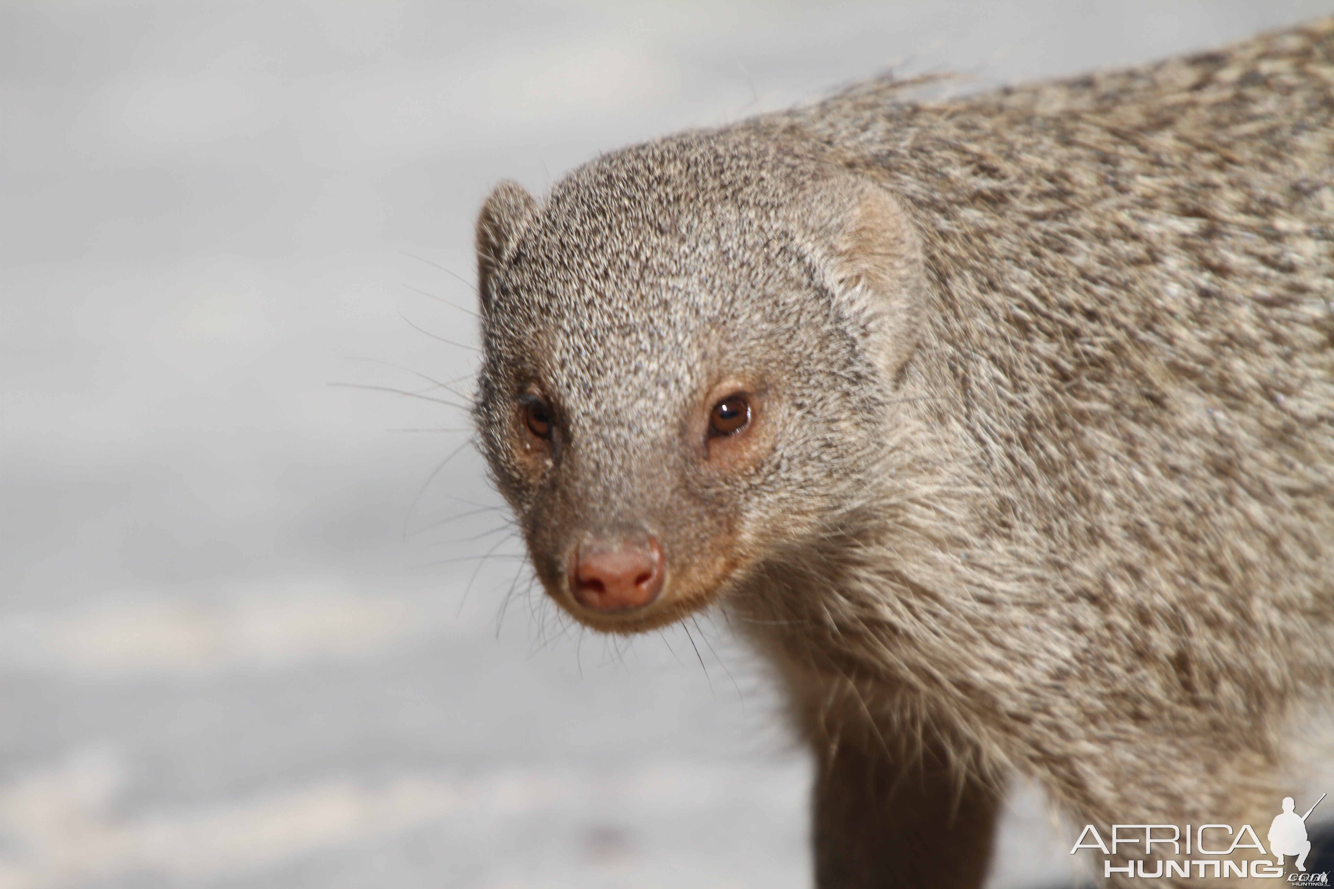 Banded Mongoose at Etosha National Park