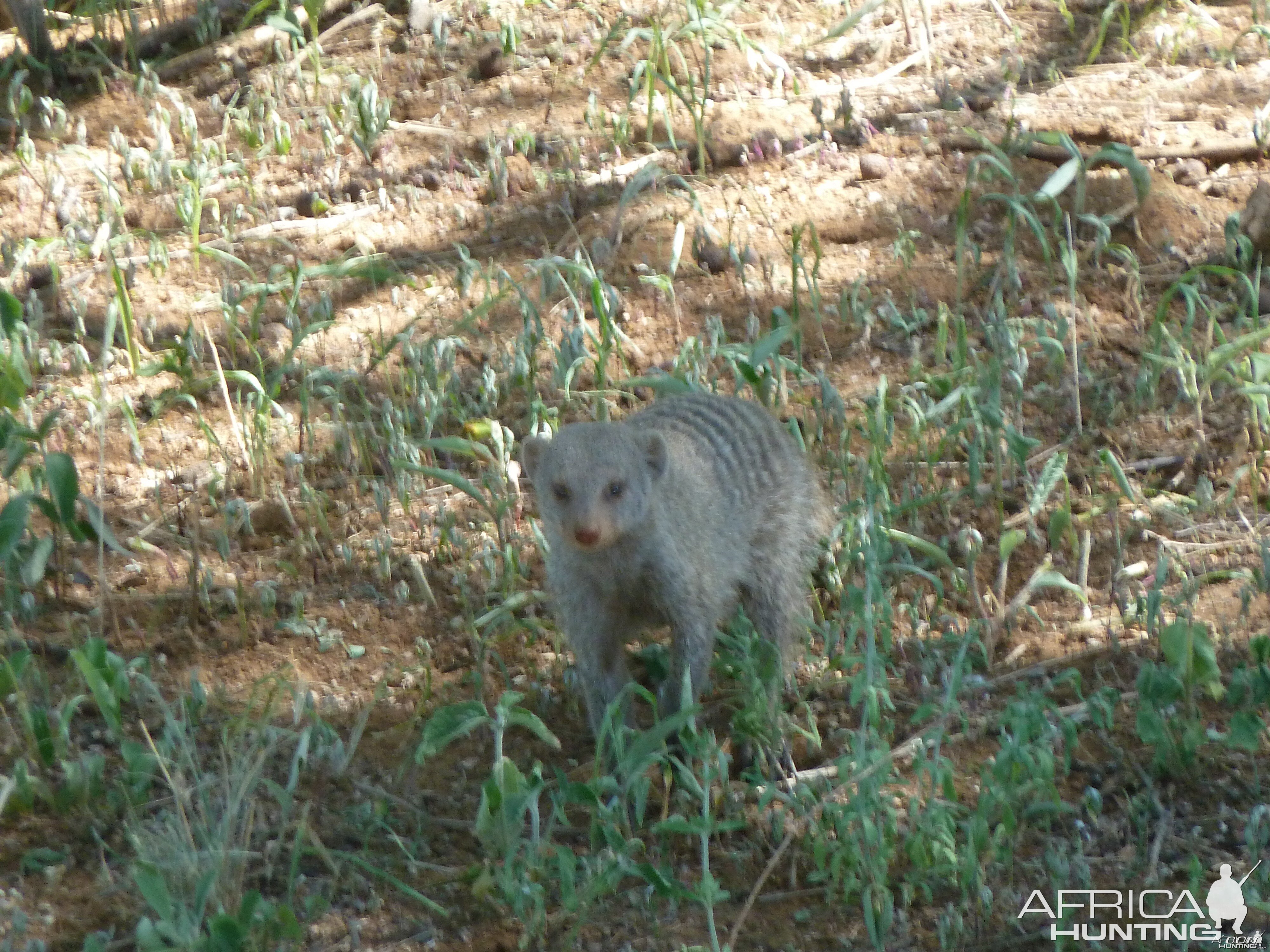 Banded Mongoose Namibia