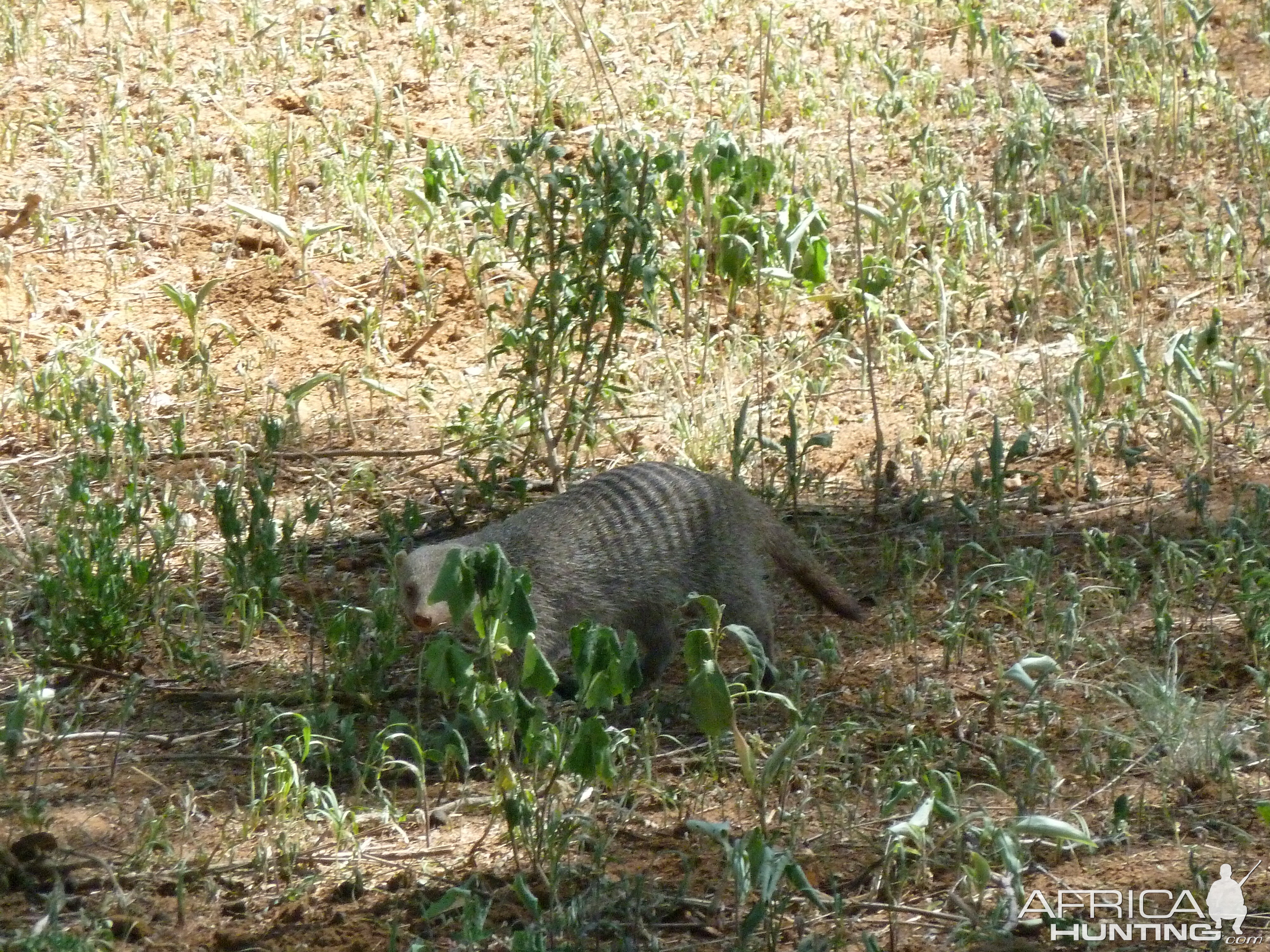 Banded Mongoose Namibia