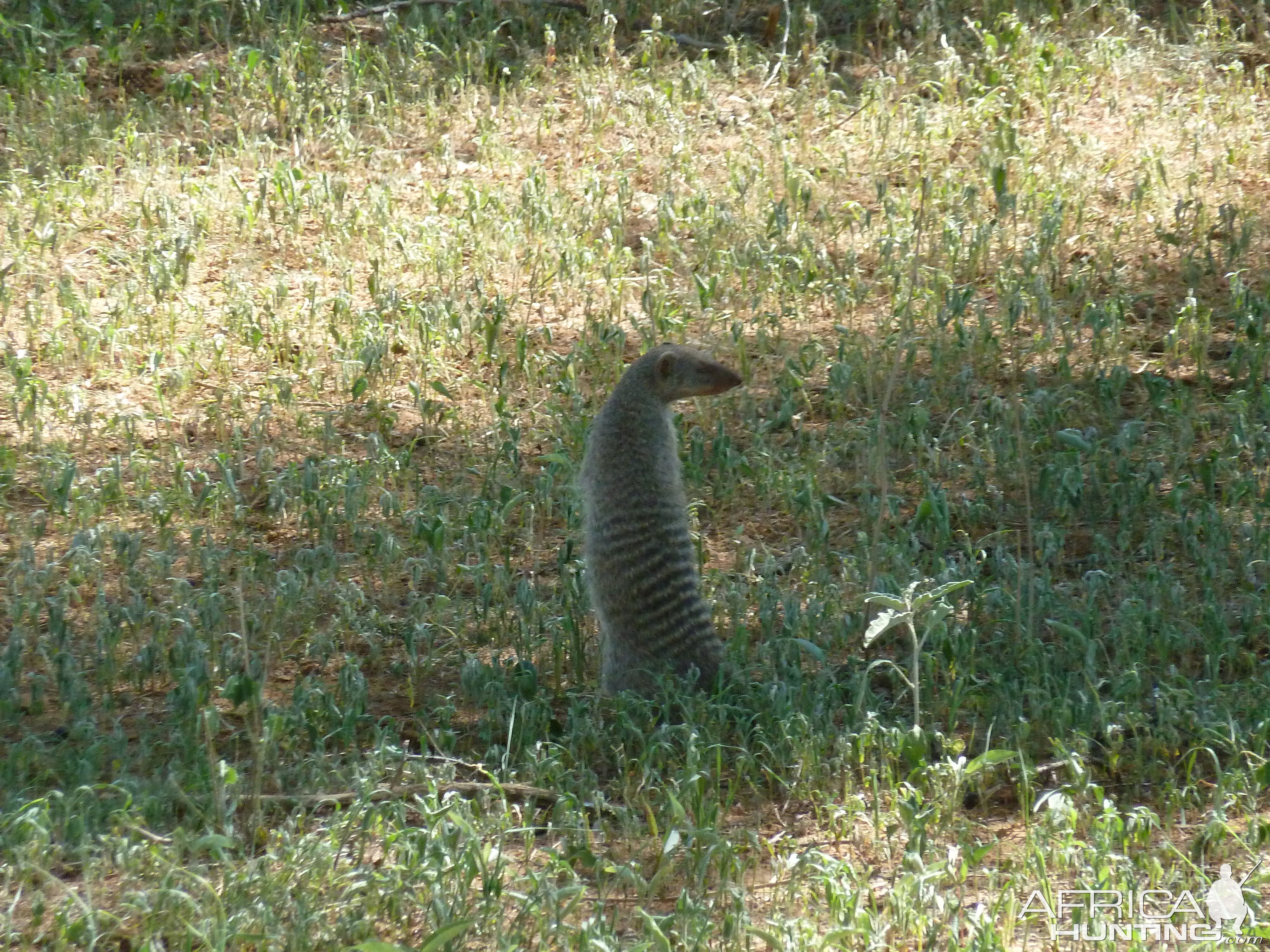 Banded Mongoose Namibia