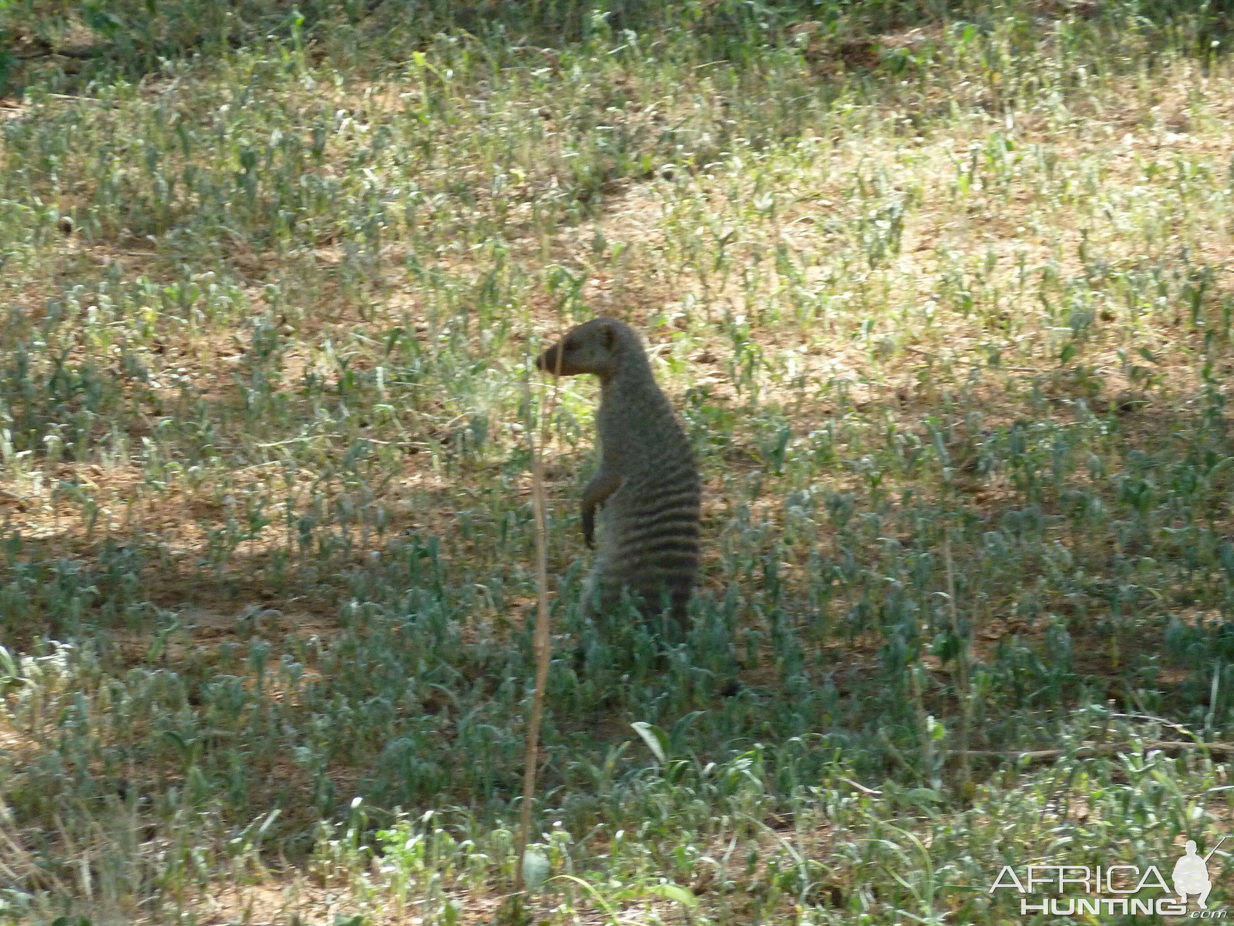 Banded Mongoose Namibia