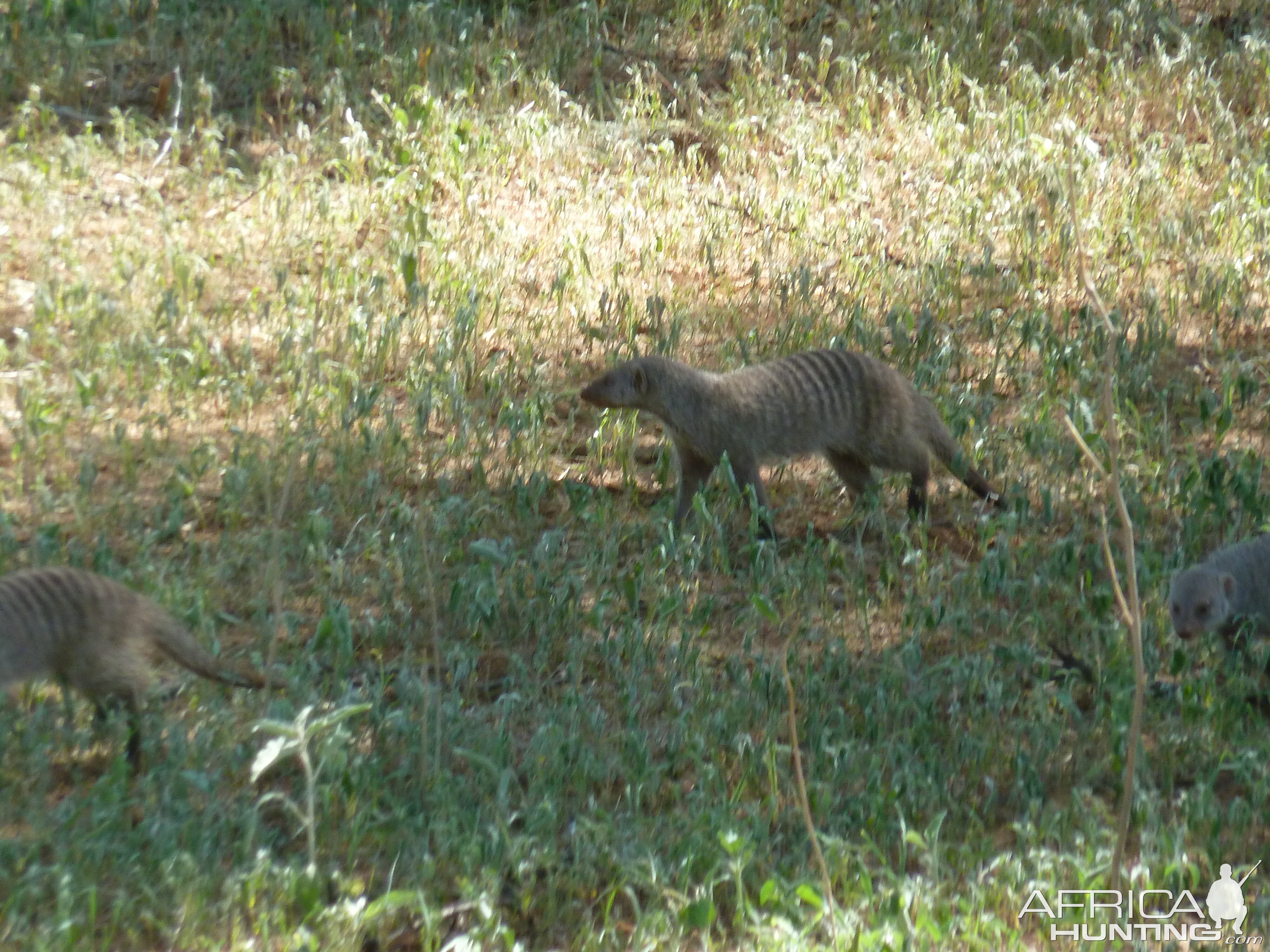 Banded Mongoose Namibia