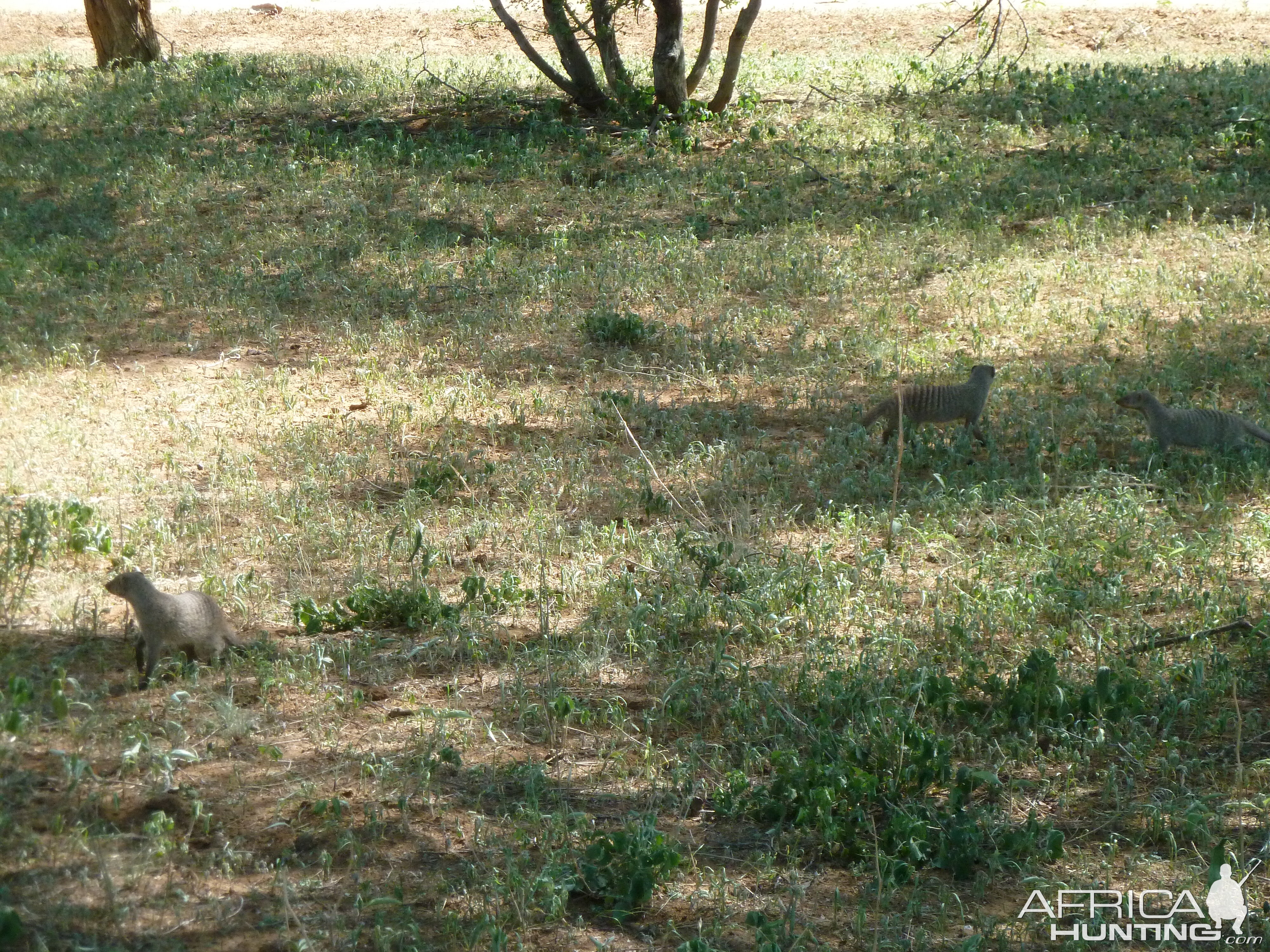 Banded Mongoose Namibia