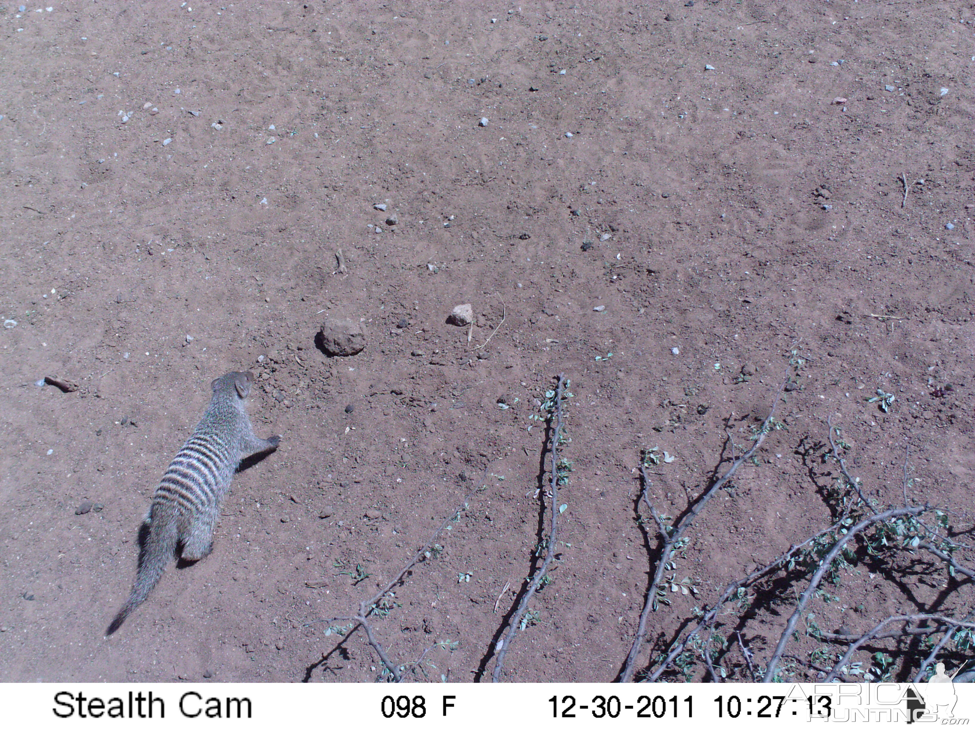 Banded Mongoose Trail Camera Namibia