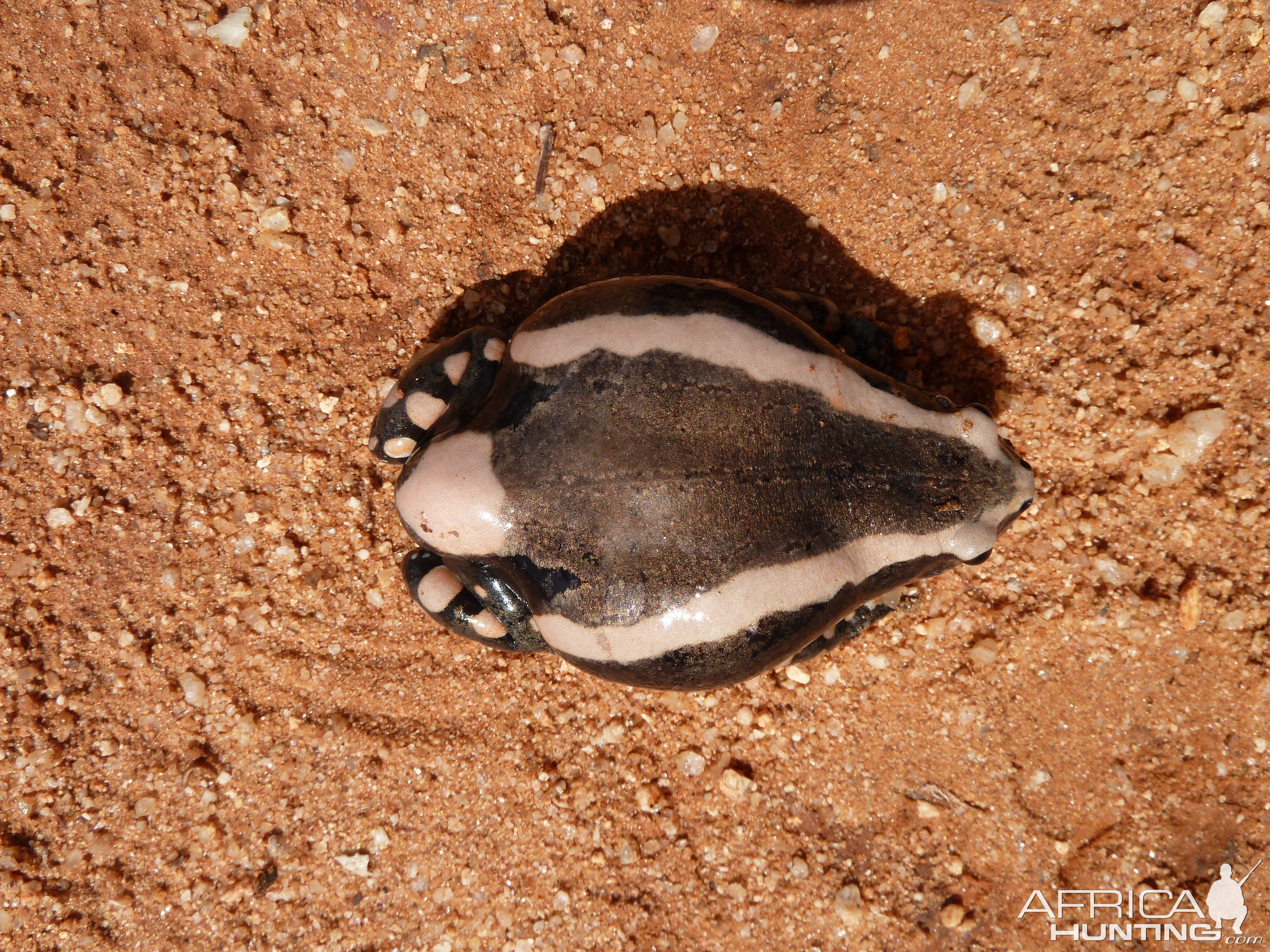 Banded Rubber Frog namibia