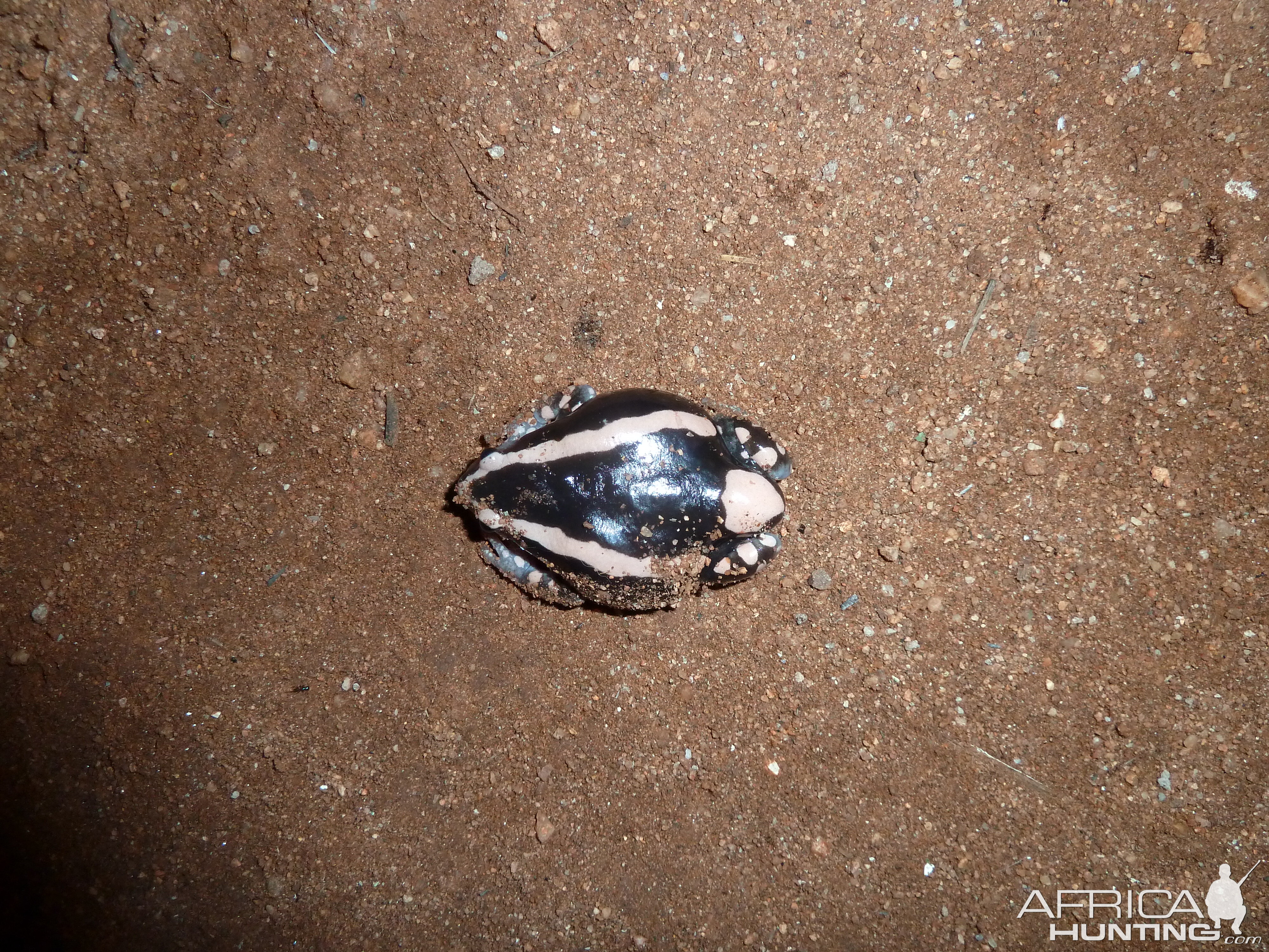 Banded Rubber Frog namibia